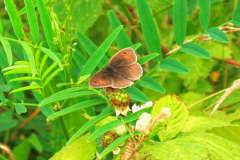 Braeburn20160710_8487