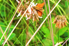 Braeburn20160710_8497