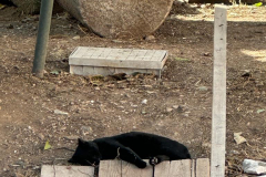 Greece2023-MCrow-Cat1