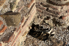 Greece2023-MCrow-Cat3