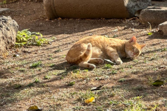 Greece2023-MCrow-Cat4