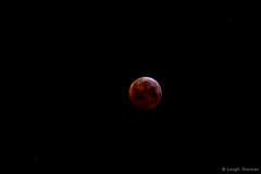 leigeSlomerbloodmoon#1
