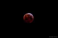 leigeSlomerbloodmoon#8