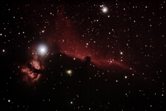 Horse head julian Tworek 01