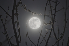 20240324_HW_FMoonBlossom_1891-01-1