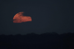 Honor-Wheeler-Full-Moonrise-7th-March-2023-WhatsApp-Image-2023-03-07-at-20.29.15