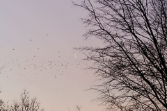 cresent-moon-2020-02-19
