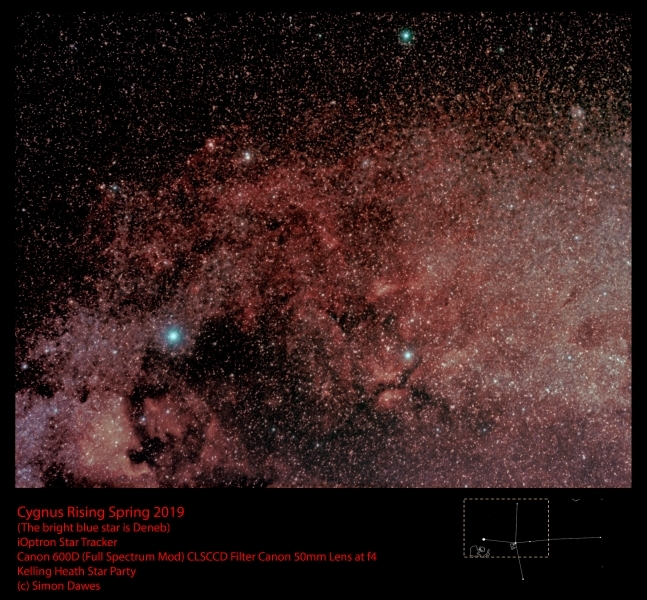 Cygnus Rises in the Spring