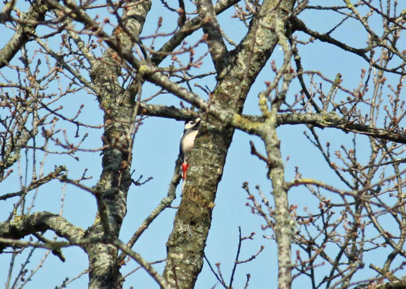 Winchester2016Great-Spotted-Woodpecker