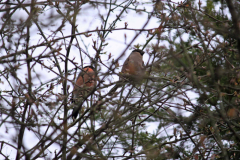 Winchester2016A-Pair-Of-Bullfinchs