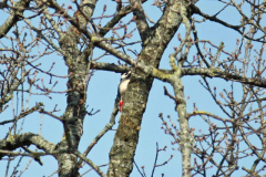 Winchester2016Great-Spotted-Woodpecker