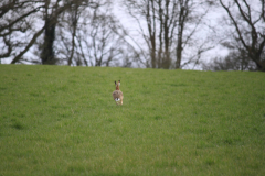 Winchester2016Whare-Are-You-Going